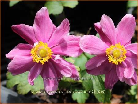 Anemone hupehensis &#39;Little Breeze Pink&#39;