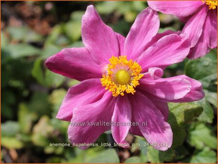 Anemone hupehensis &#39;Little Breeze Pink&#39;