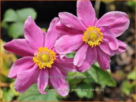 Anemone hupehensis &#39;Little Breeze Pink&#39;