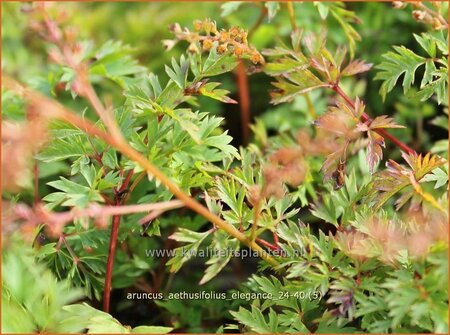 Aruncus aethusifolius &#39;Elegance&#39;