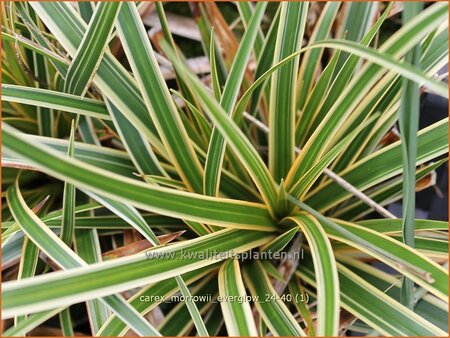 Carex morrowii 'Everglow'