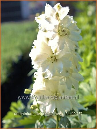 Delphinium &#39;Delgenius Neva&#39; (pot 11 cm)