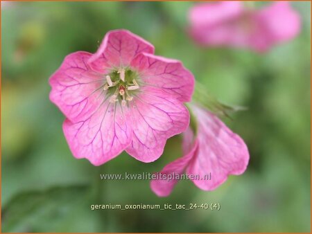 Geranium oxonianum 'Tic Tac'