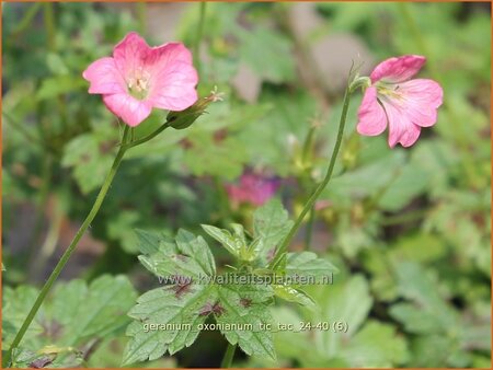 Geranium oxonianum 'Tic Tac'