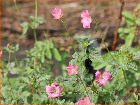 Geranium oxonianum 'Tic Tac'
