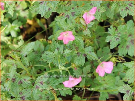 Geranium oxonianum 'Tic Tac'