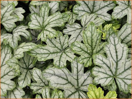 Heucherella &#39;White Revolution&#39;