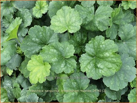 Heuchera sanguinea 'Bressingham Hybrids'
