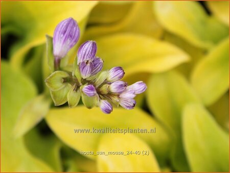 Hosta &#39;Sun Mouse&#39;