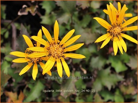 Ligularia &#39;Little Golden Ray&#39;