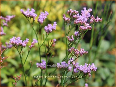Limonium gmelinii &#39;Dazzle Rocks&#39;