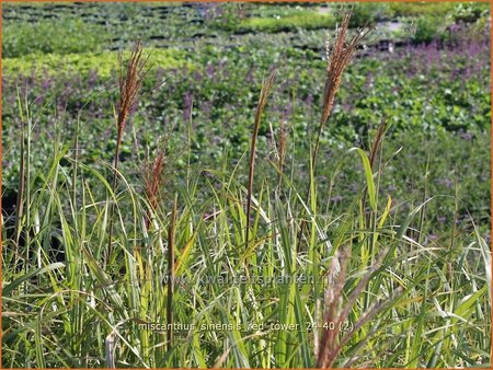 Miscanthus sinensis &#39;Red Tower&#39; (pot 11 cm)