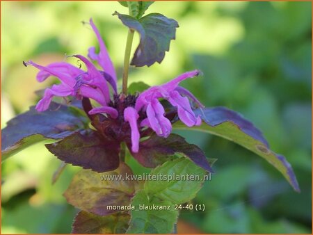 Monarda &#39;Blaukranz&#39;