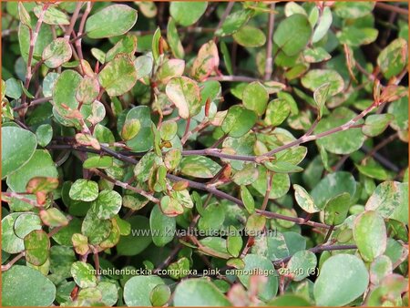 Muehlenbeckia complexa &#39;Pink Camouflage&#39;