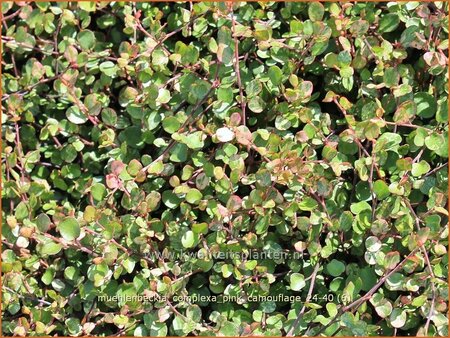 Muehlenbeckia complexa &#39;Pink Camouflage&#39;