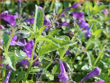 Nepeta subsessilis &#39;Purple Prelude&#39;