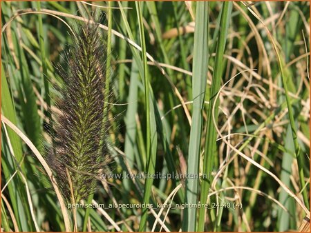 Pennisetum alopecuroides &#39;Kim&#39;s Nightmare&#39;