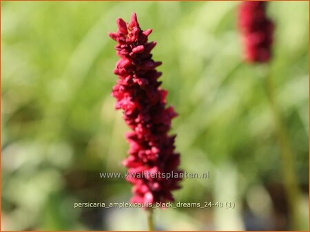 Persicaria amplexicaulis &#39;Black Dreams&#39;