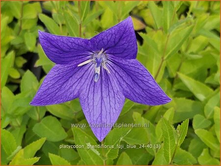 Platycodon grandiflorus &#39;Fuji Blue&#39;