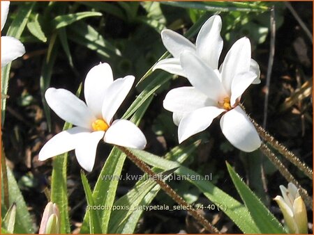 Rhodohypoxis platypetale &#39;Select&#39;