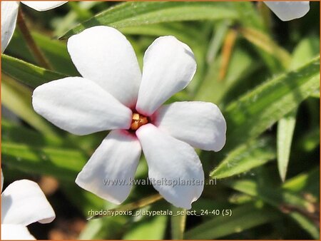 Rhodohypoxis platypetale &#39;Select&#39;