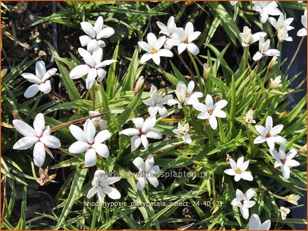 Rhodohypoxis platypetale &#39;Select&#39;