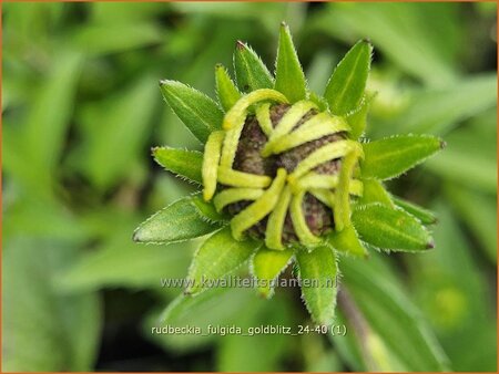 Rudbeckia fulgida &#39;Goldblitz&#39;