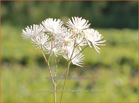 Thalictrum aquilegifolium &#39;White Cloud&#39;