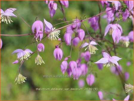 Thalictrum delavayi var. decorum
