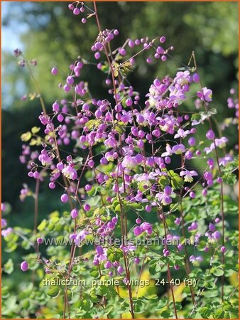 Thalictrum 'Purple Wings'