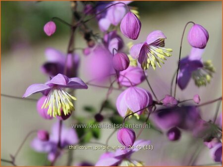 Thalictrum 'Purple Wings'