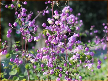 Thalictrum 'Purple Wings'