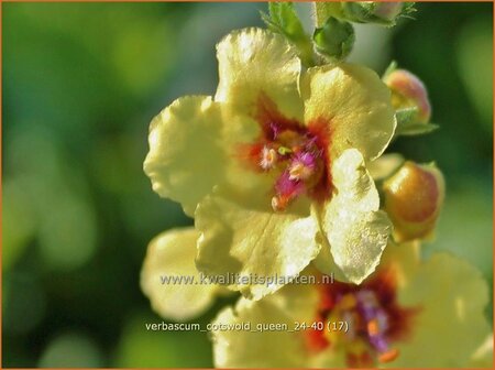 Verbascum 'Cotswold Queen'