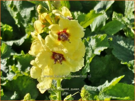 Verbascum 'Cotswold Queen'
