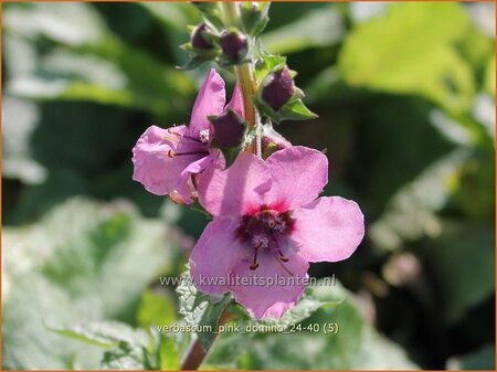 Verbascum 'Pink Domino'