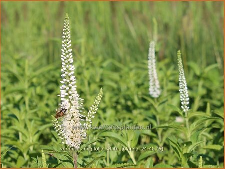 Veronica longifolia &#39;White Jolanda&#39;