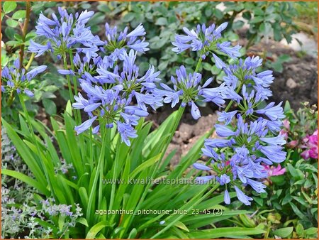 Agapanthus 'Pitchoune Blue'