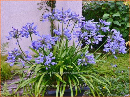 Agapanthus 'Pitchoune Blue'