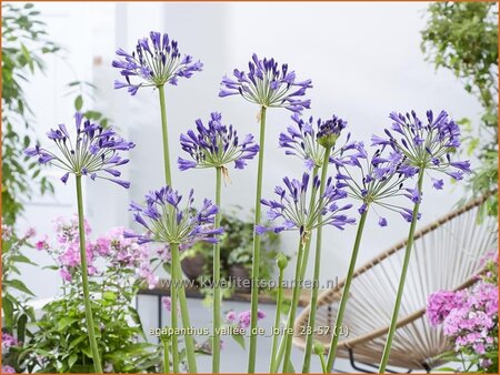 Agapanthus 'Vallée de Loire'