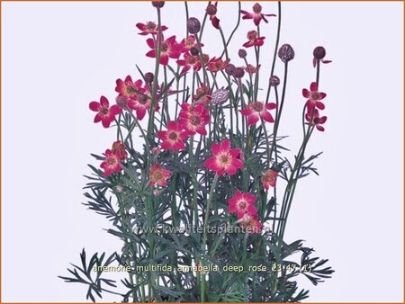 Anemone multifida &#39;Annabella Deep Rose&#39;