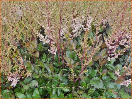 Astilbe chinensis &#39;Spotlight&#39;