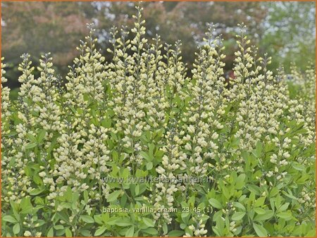 Baptisia &#39;Vanilla Cream&#39;