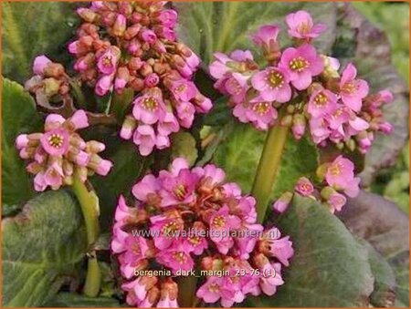 Bergenia 'Dark Margin'