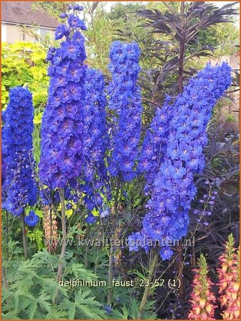 Delphinium 'Faust' (pot 11 cm)
