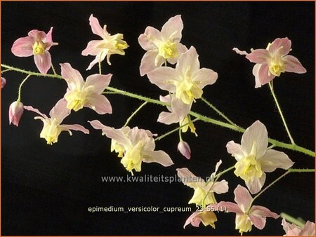 Epimedium versicolor &#39;Cupreum&#39;