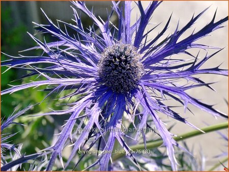 Eryngium 'Pen Blue'