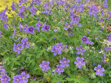 Geranium ibericum subsp. jubatum