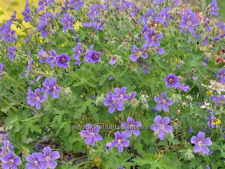 Geranium ibericum subsp. jubatum