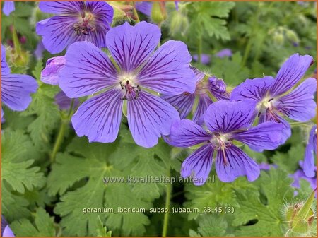 Geranium ibericum subsp. jubatum