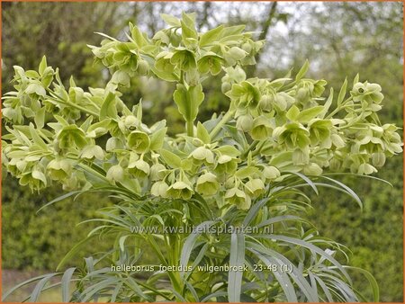 Helleborus foetidus 'Wilgenbroek'